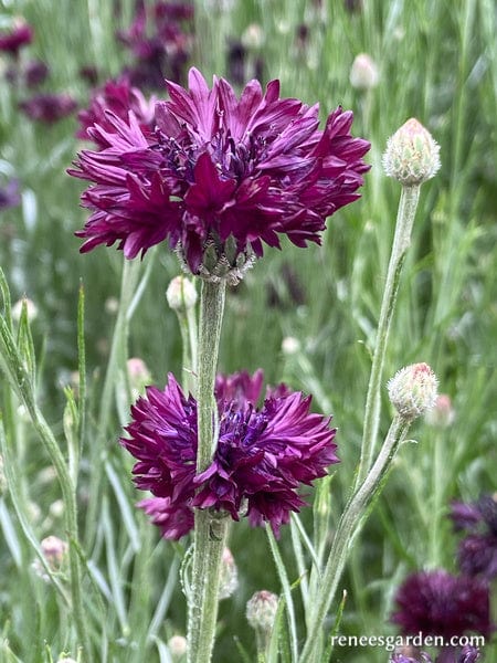 Cornflower Velvet Dawn - Renee's Garden - Image 2