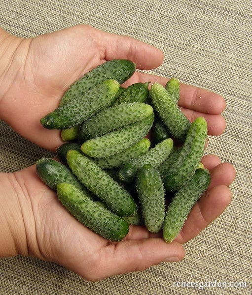 Cucumber French Cornichon - Renee's Garden - Image 2