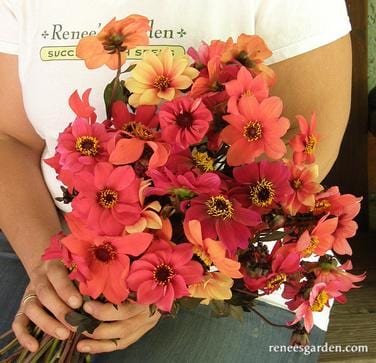 Dahlias Blazing Saddles - Renee's Garden - Image 2