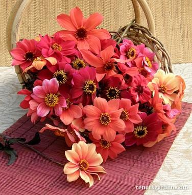 Dahlias Blazing Saddles - Renee's Garden - Image 3