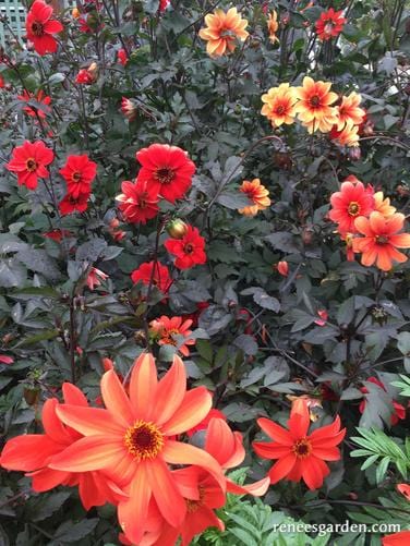 Dahlias Blazing Saddles - Renee's Garden - Image 4