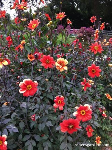 Dahlias Blazing Saddles - Renee's Garden - Image 5