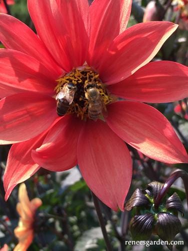 Dahlias Blazing Saddles - Renee's Garden - Image 6