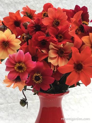 Dahlias Blazing Saddles - Renee's Garden - Image 7