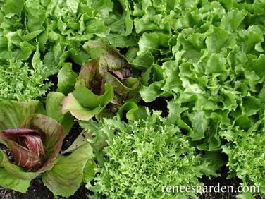 Greens Crispy Winter - Renee's Garden - Image 3
