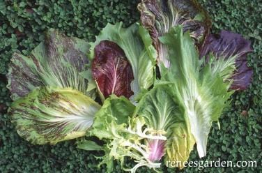 Greens Crispy Winter - Renee's Garden - Image 4
