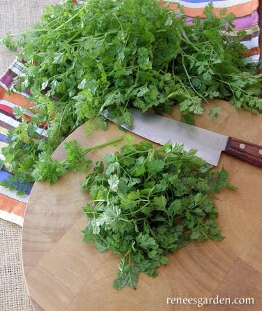 Herb French Chervil - Renee's Garden - Image 4