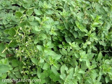 Organic Oregano White Flowered Greek - Renee's Garden - Image 3