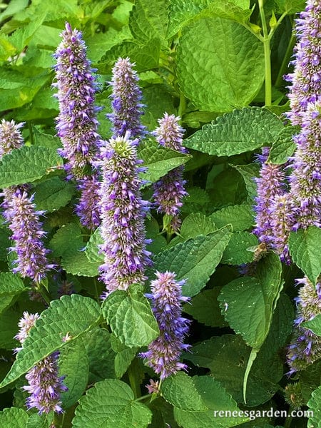 Hyssop Root Beer - Renee's Garden - Image 2