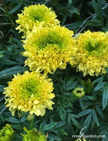 Marigold Spinning Wheels - Renee's Garden - Image 3