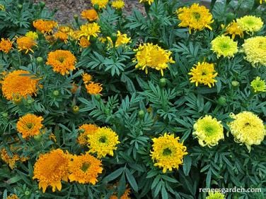 Marigold Spinning Wheels - Renee's Garden - Image 4