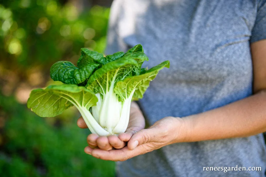 Pak Choi Green Jewel - Renee's Garden - Image 2