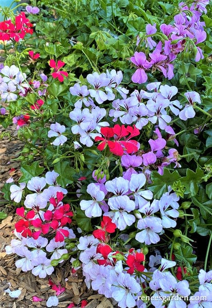Pelargonium Fancy Pants - Renee's Garden - Image 2