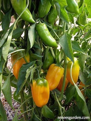 Pepper Baby Belle - Renee's Garden - Image 4