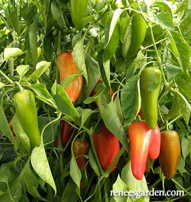 Pepper Baby Belle - Renee's Garden - Image 5