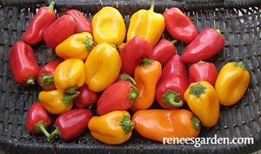 Pepper Baby Belle - Renee's Garden - Image 6