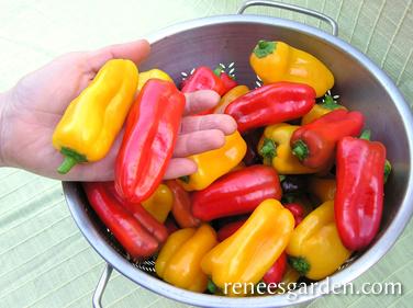 Pepper Baby Belle - Renee's Garden - Image 7