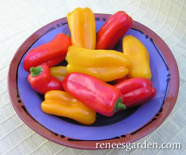 Pepper Baby Belle - Renee's Garden - Image 8