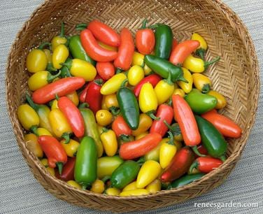 Organic Pepper Spice Trio - Renee's Garden - Image 4
