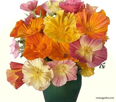 California Poppy Dancing Ballerinas - Renee's Garden - Image 3