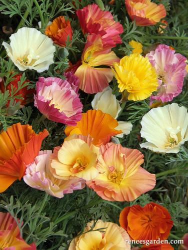 California Poppy Dancing Ballerinas - Renee's Garden - Image 4