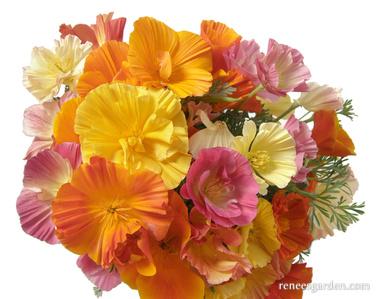California Poppy Dancing Ballerinas - Renee's Garden - Image 5