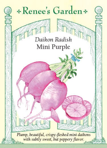 Radish Mini Purple - Renee's Garden
