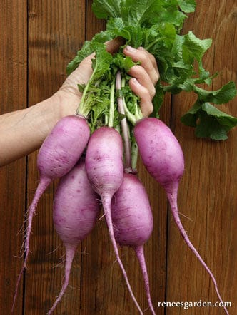 Radish Mini Purple - Renee's Garden - Image 2