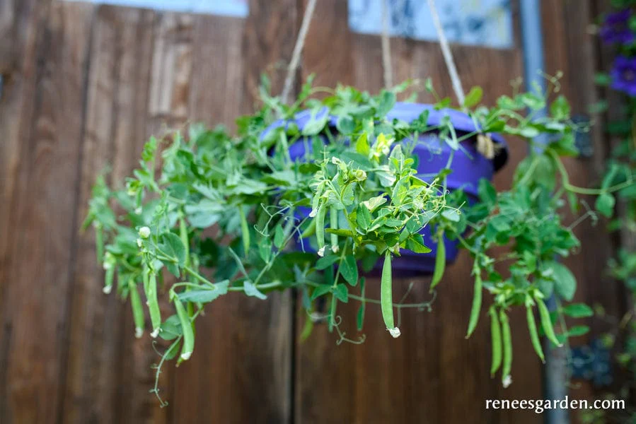 Pea Snack Hero - Renee's Garden - Image 2