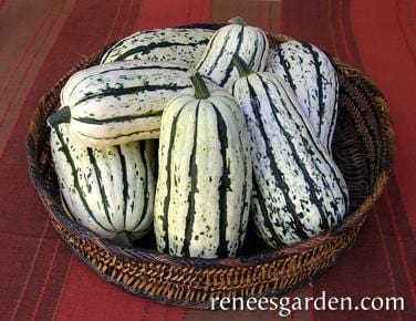 Organic Squash Delicata (Winter) - Renee's Garden - Image 3