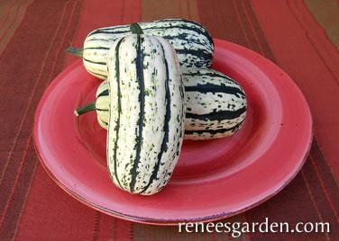 Organic Squash Delicata (Winter) - Renee's Garden - Image 4