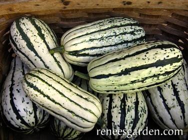Organic Squash Delicata (Winter) - Renee's Garden - Image 5