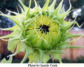Sunflower Lemon Queen - Renee's Garden - Image 2