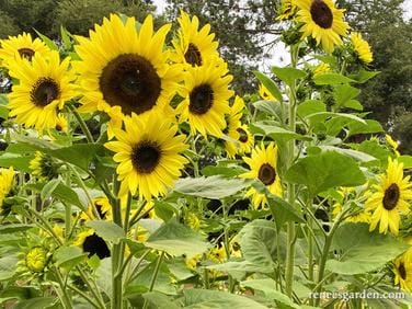 Sunflower Lemon Queen - Renee's Garden - Image 5