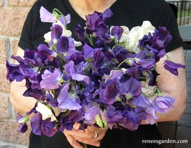 Sweet Pea Mermaid's Dream - Renee's Garden - Image 5