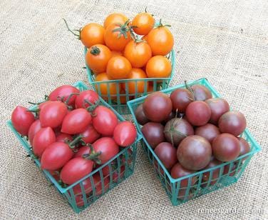 Organic Tomato Trio Triple Treats Mix - Renee's Garden - Image 2