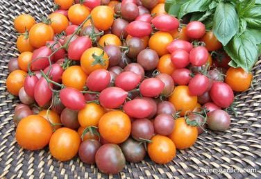 Organic Tomato Trio Triple Treats Mix - Renee's Garden - Image 3