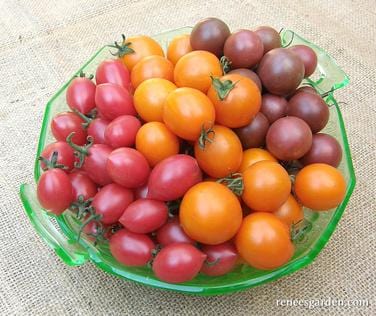 Organic Tomato Trio Triple Treats Mix - Renee's Garden - Image 4