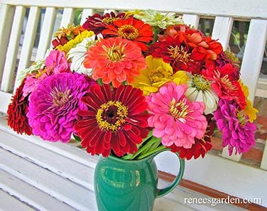 Zinnia Blue Ribbon Bouquet - Renee's Garden - Image 4