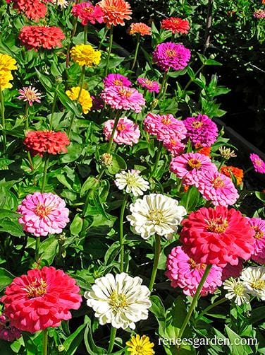 Zinnia Blue Ribbon Bouquet - Renee's Garden - Image 5