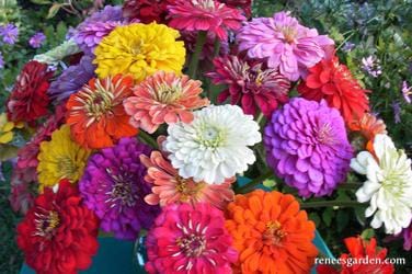 Zinnia Blue Ribbon Bouquet - Renee's Garden - Image 6