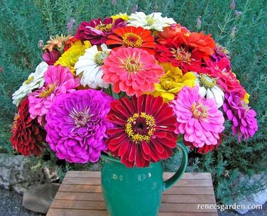Zinnia Blue Ribbon Bouquet - Renee's Garden - Image 7