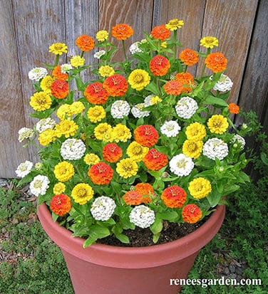 Zinnia Pixie Sunshine - Renee's Garden - Image 2