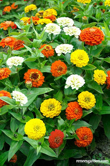 Zinnia Pixie Sunshine - Renee's Garden - Image 3