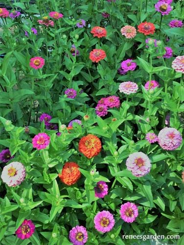Zinnia Thumbelina Mix - Renee's Garden - Image 4