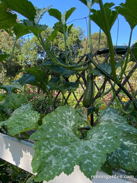 Organic Zucchini Incredible Escalator - Renee's Garden - Image 2