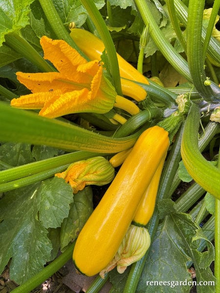 Organic Zucchini Summer Gold - Renee's Garden - Image 2