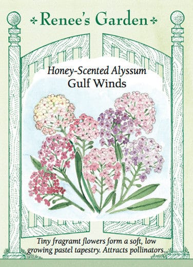 Alyssum Gulf Winds - Renee's Garden