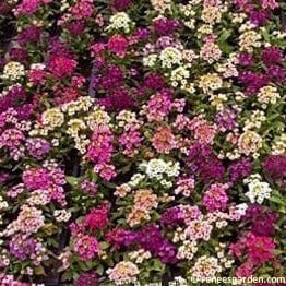 Alyssum Gulf Winds - Renee's Garden - Image 2