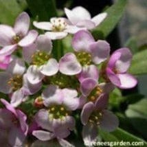 Alyssum Gulf Winds - Renee's Garden - Image 3